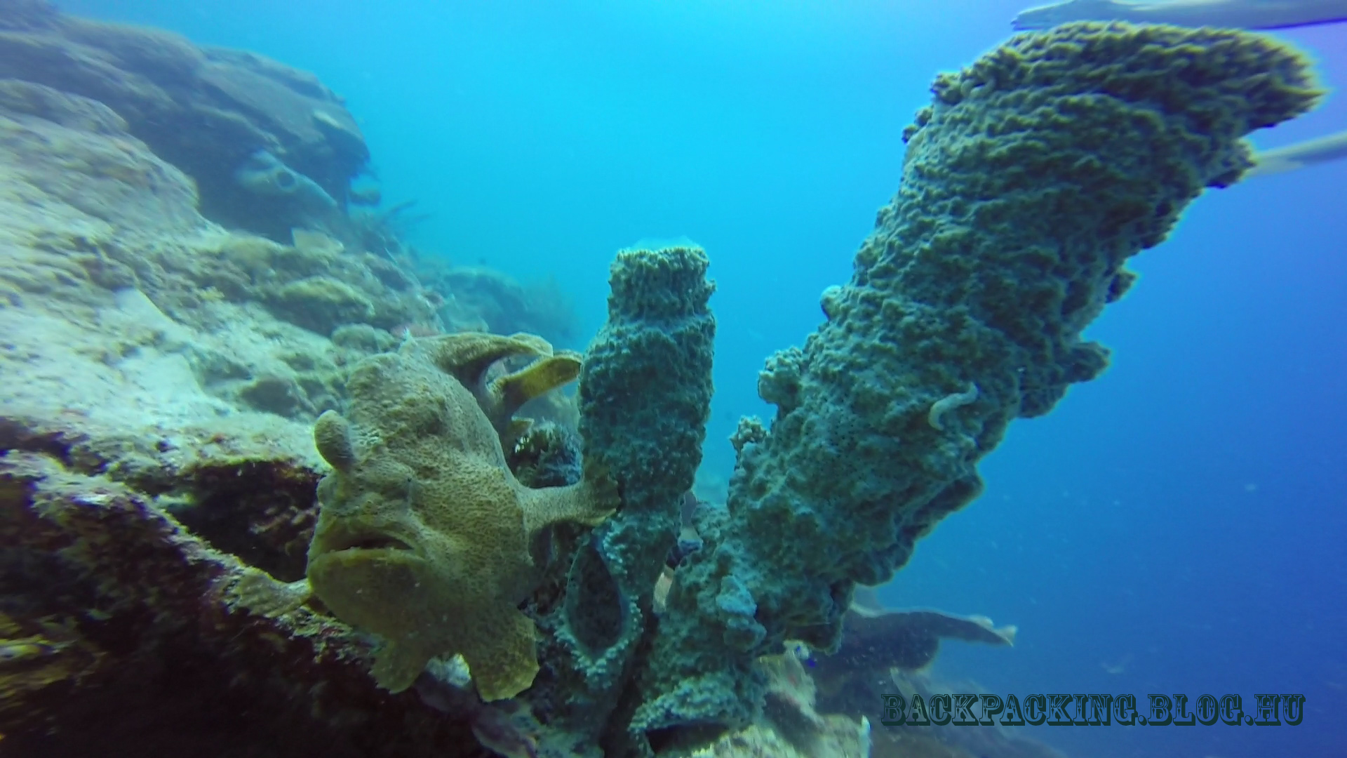 frog_fish_at_sibuan.jpg