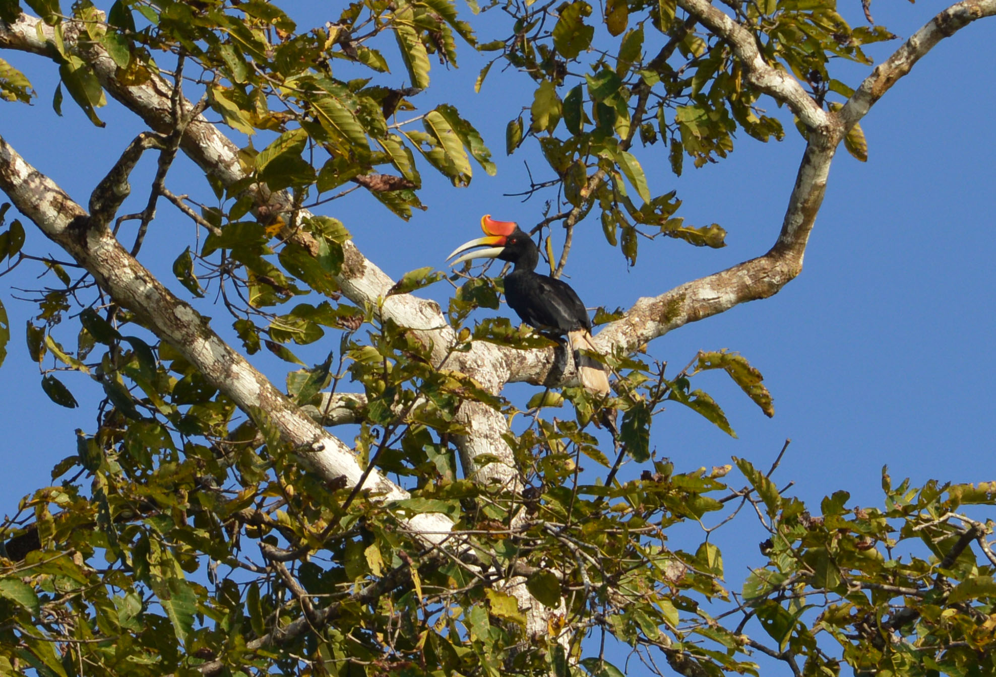 hornbill.jpg