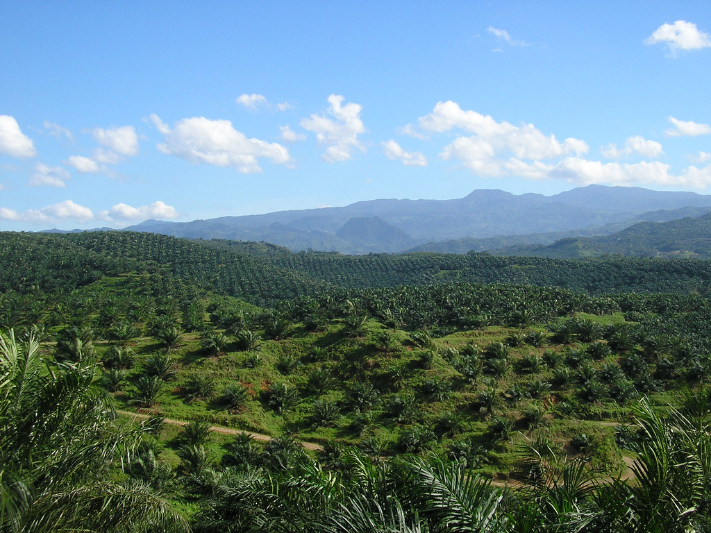 oil_palm_plantation_in_cigudeg-03.jpg