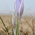 Tarka sáfrány