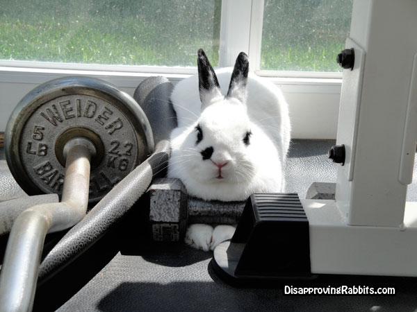 rabbitlifting-weights.jpg