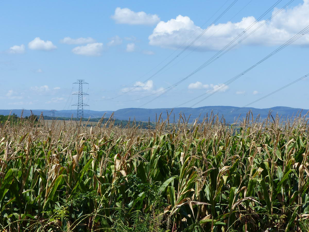Kilátás egy kukoricaföldön keresztül a Vértes erdős oldalára