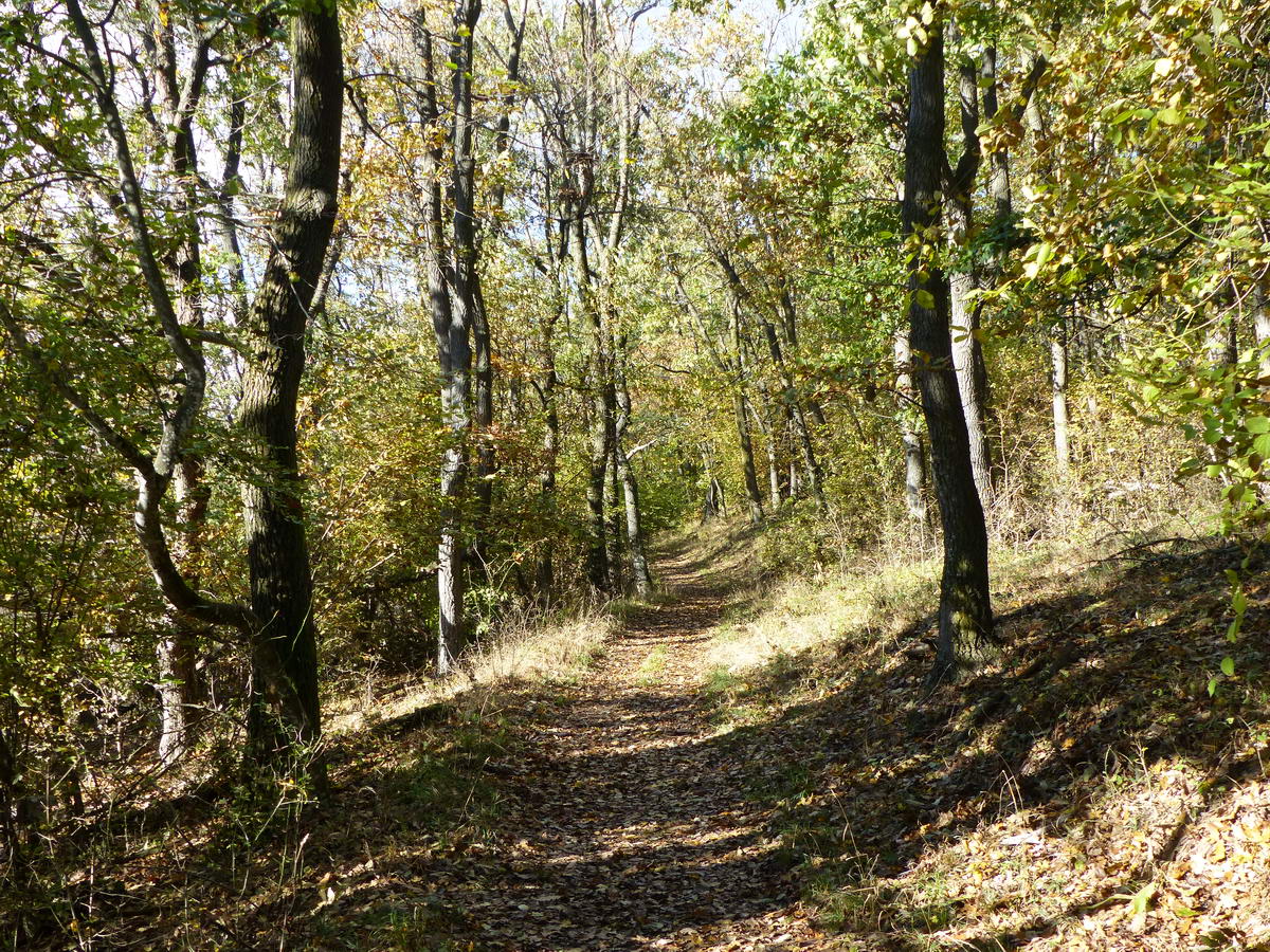 Erdei úton a Pilis-tető hátán 3.