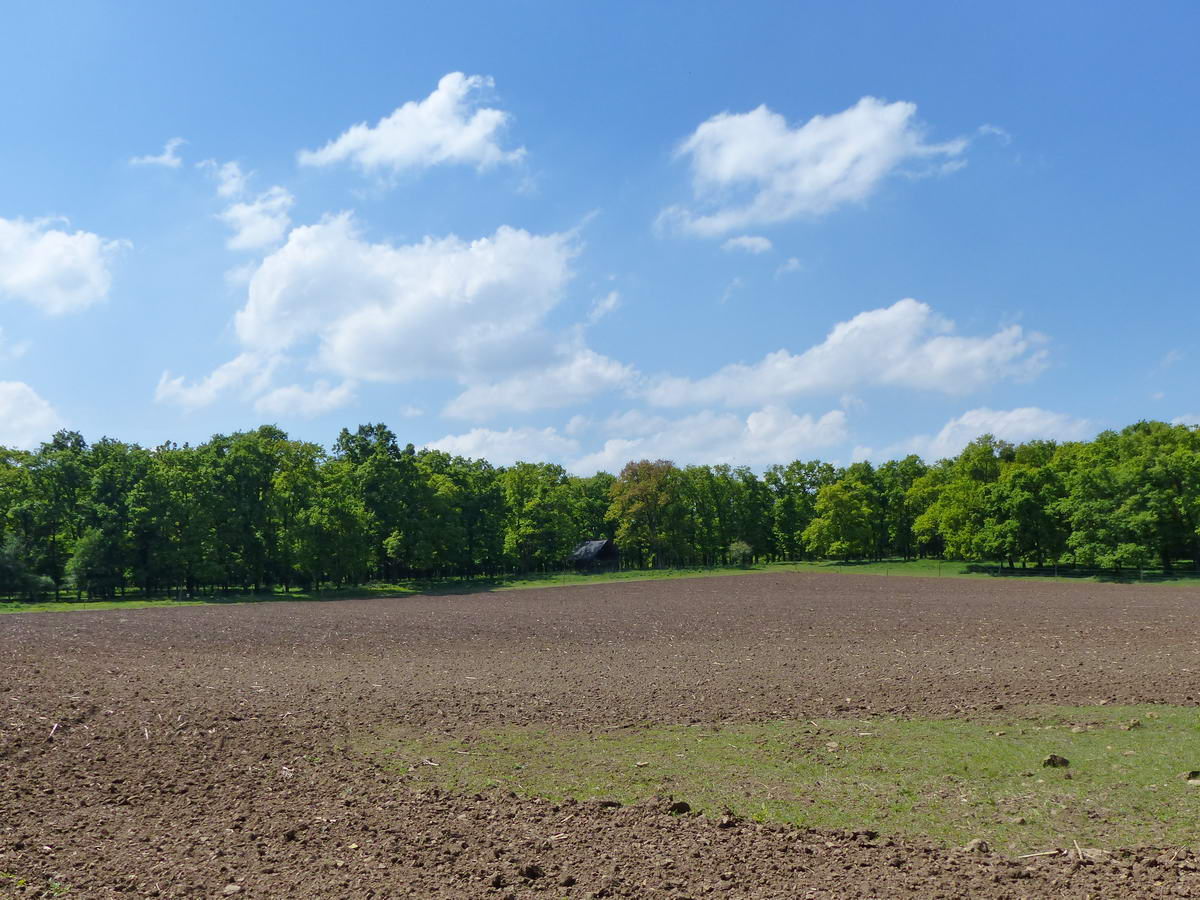 Megművelt parcella az erdő közepén