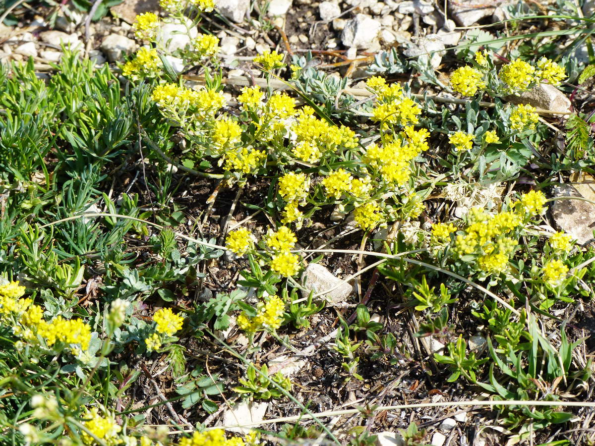 A Tarnai-pihenő és a Gyöngyvirágos dombjának sziklagyepén élő virágok. Ha van kedvetek, a neveiket kommentben megírhatjátok!