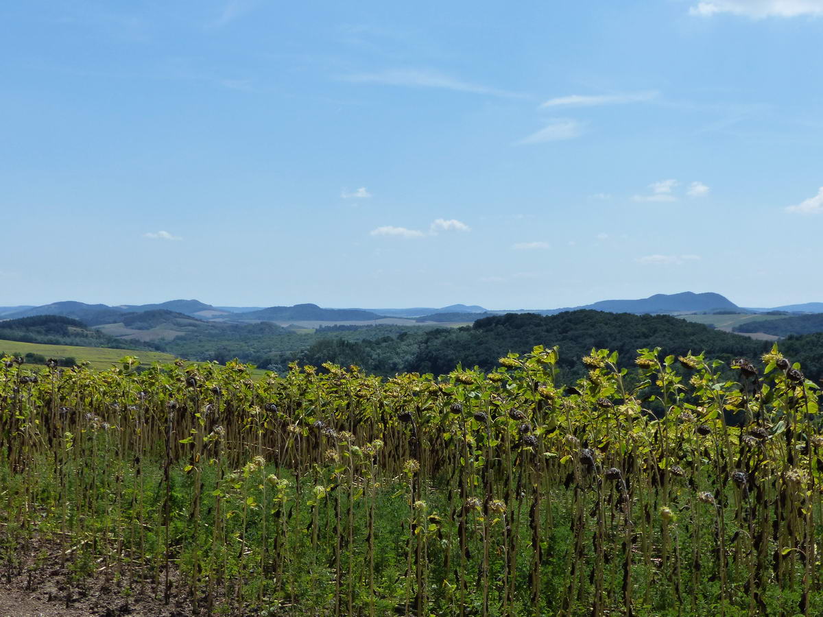 És újra a Gerecse dombvilágának panorámája a napraforgótáblától nézve