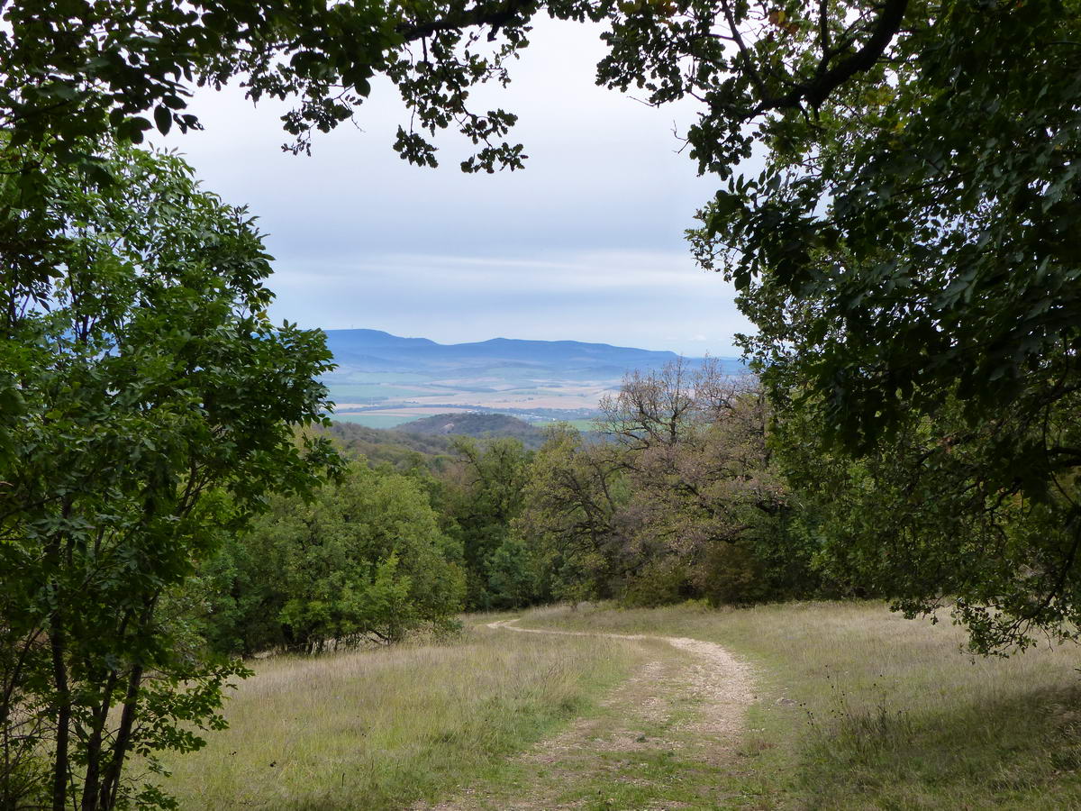 A Kutya-hegy erdejéből kibukkanva kinyílik előttem a panoráma