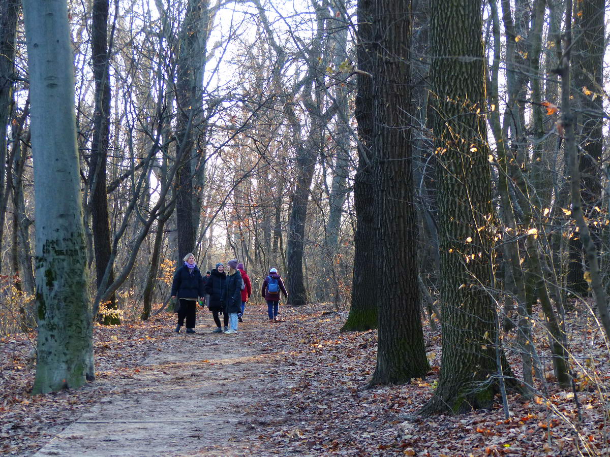 A Normafa sétányán most is sok volt a kiránduló