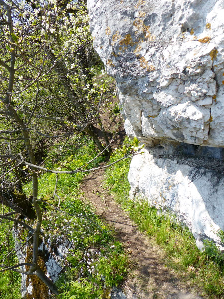 Itt indul a keskeny ösvény a Pes-kő sziklás keleti oldalában...