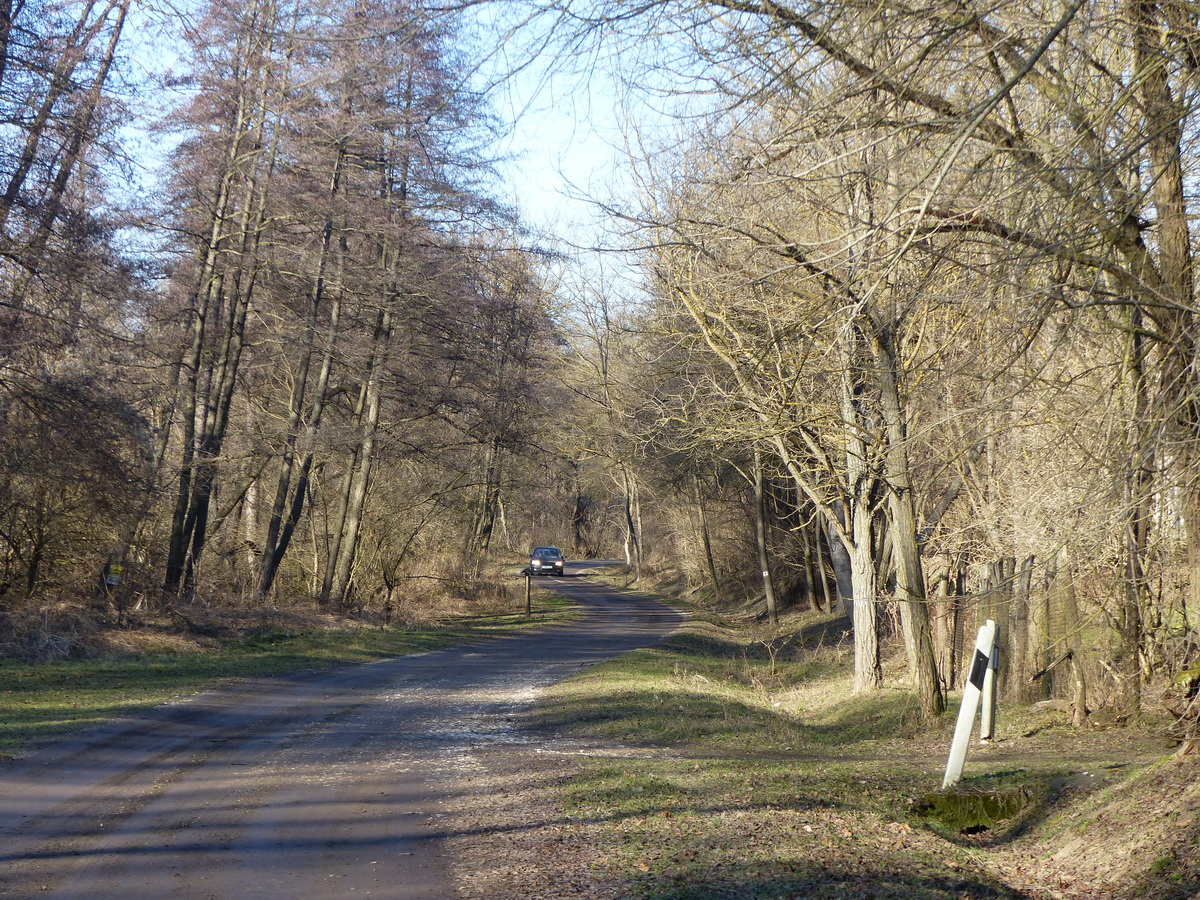 A Drégelypalánkra vezető erdei út