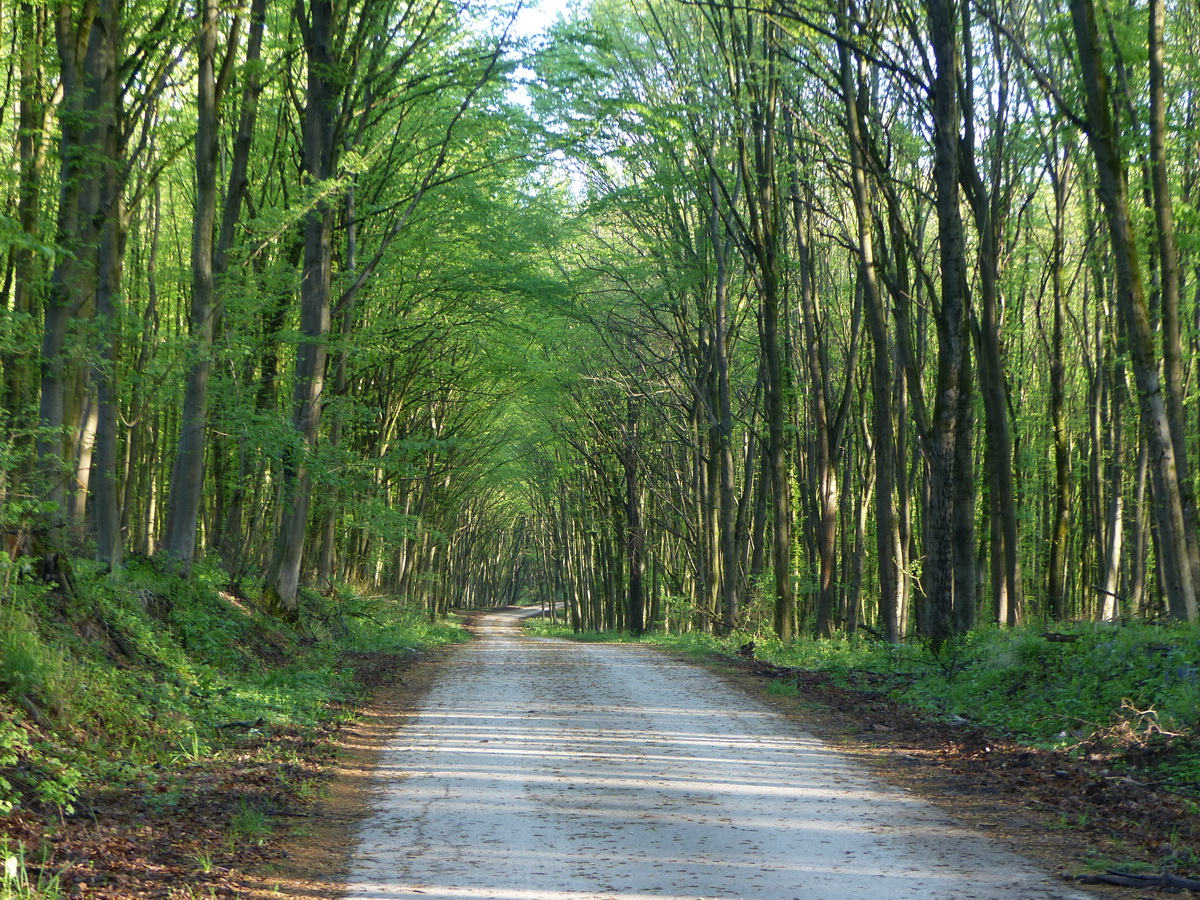 Úton a Koldusszállási vadászház felé