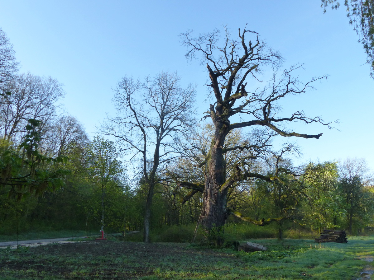 Öreg tölgy áll őrt a a tisztás szélén