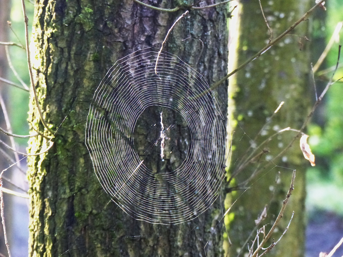 Pókháló a fák között