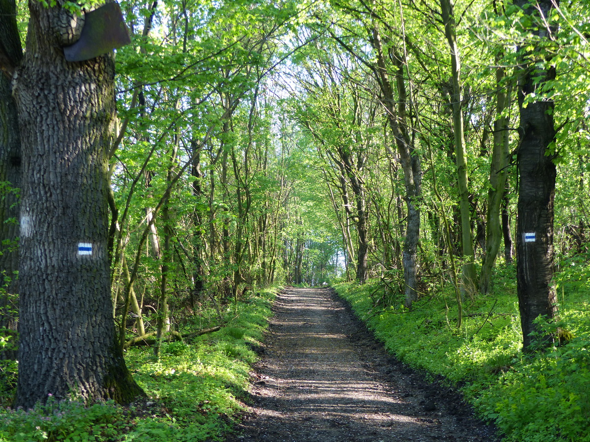 És ismét csak erdei úton