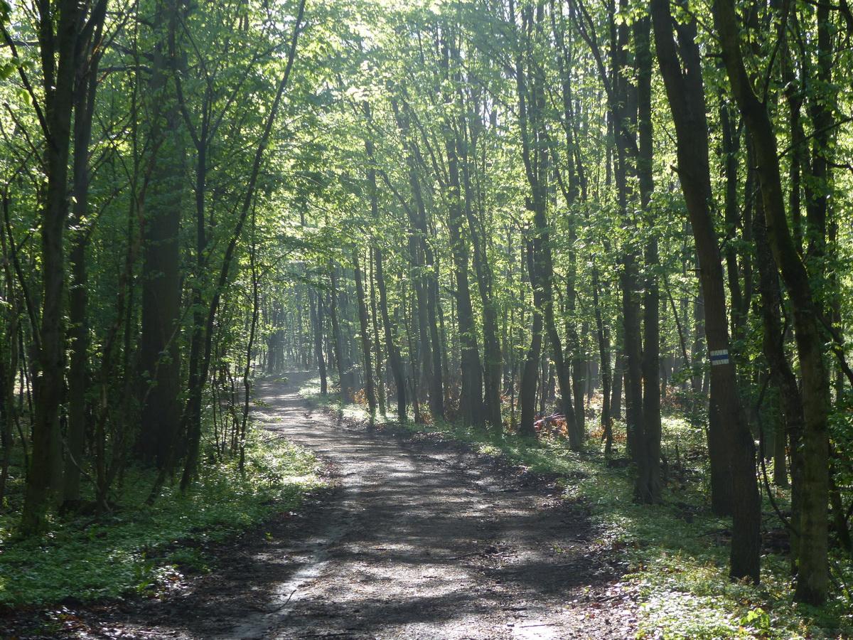 Itt ismét párát lélegzik az erdő