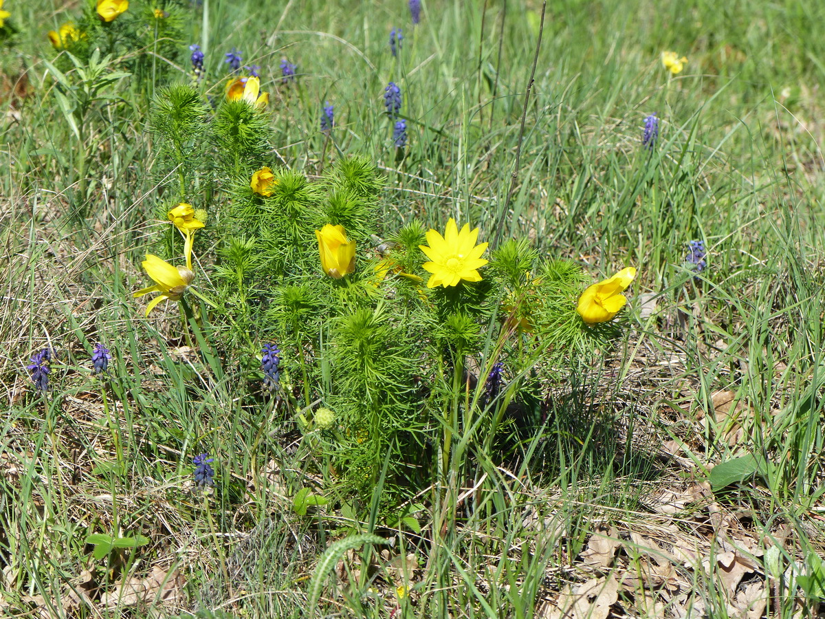 Tavaszi héricsek...