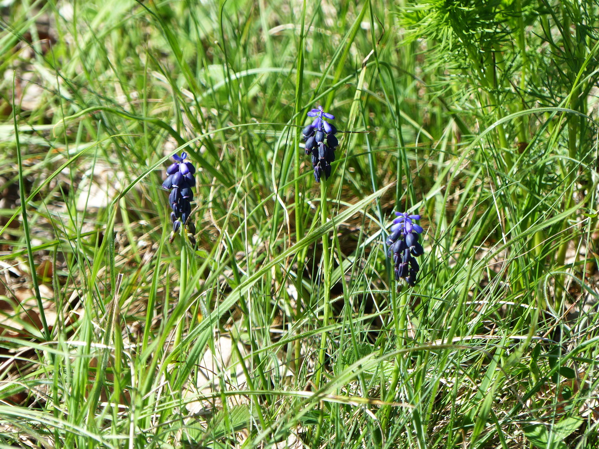 ...és fürtös gyöngyikék