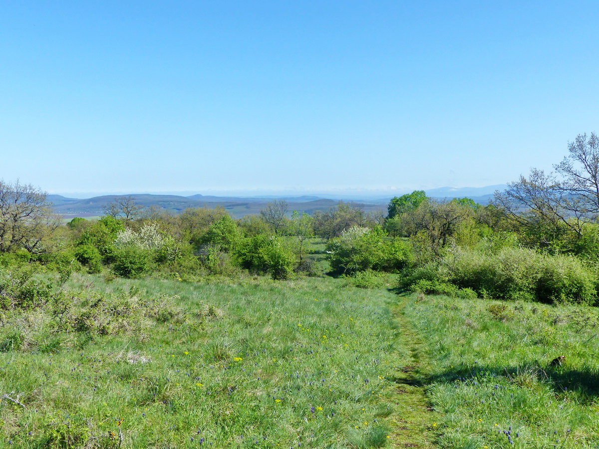 A Somlyó tetejének rétjén