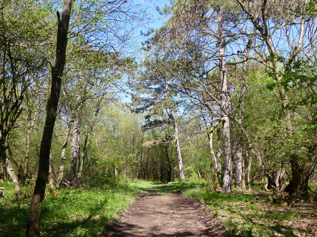 Erdei úton a Somlyó oldalában