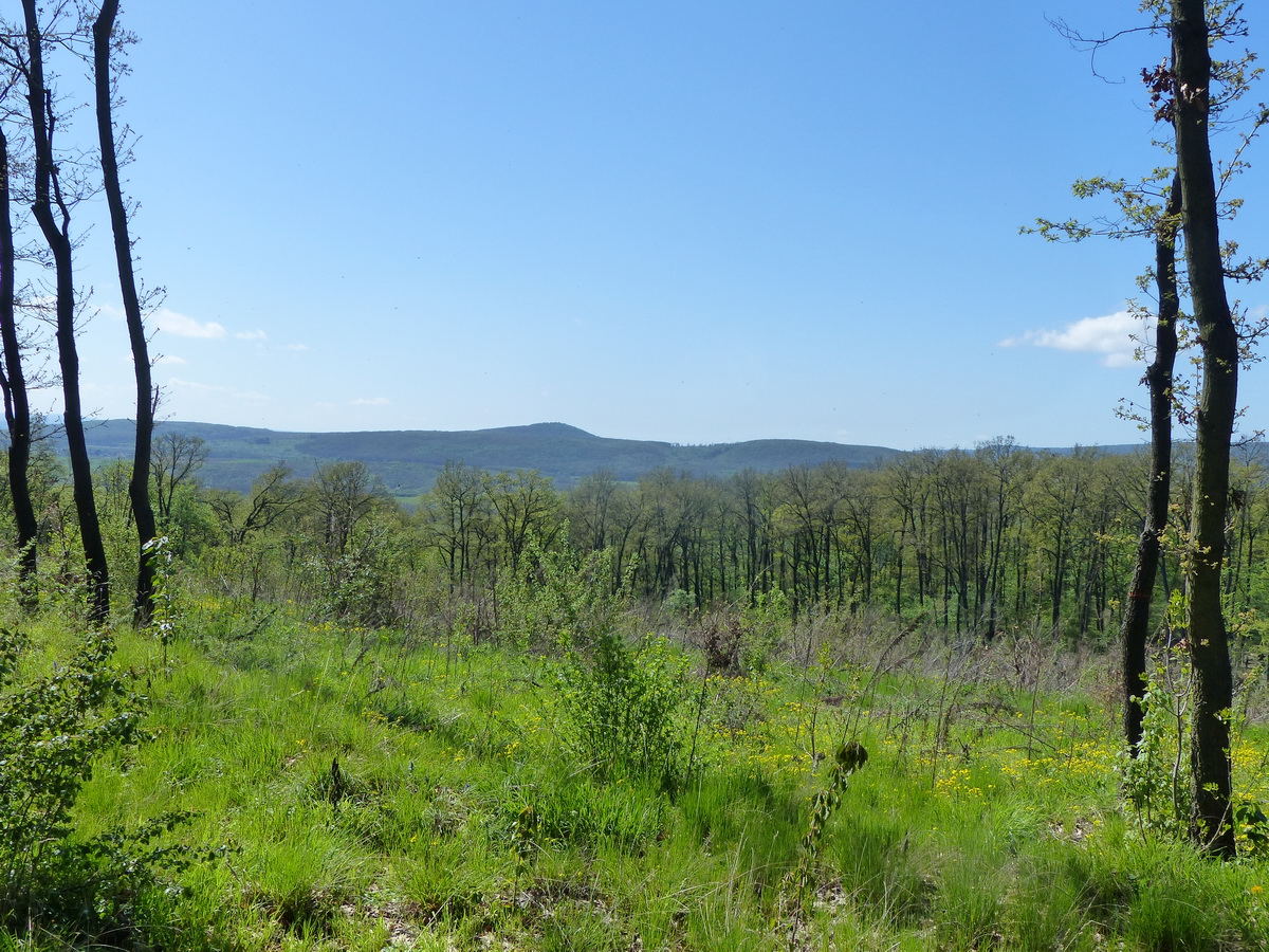 Kilátás egy végvágott erdőfolton keresztül a Zuppa-tetőre