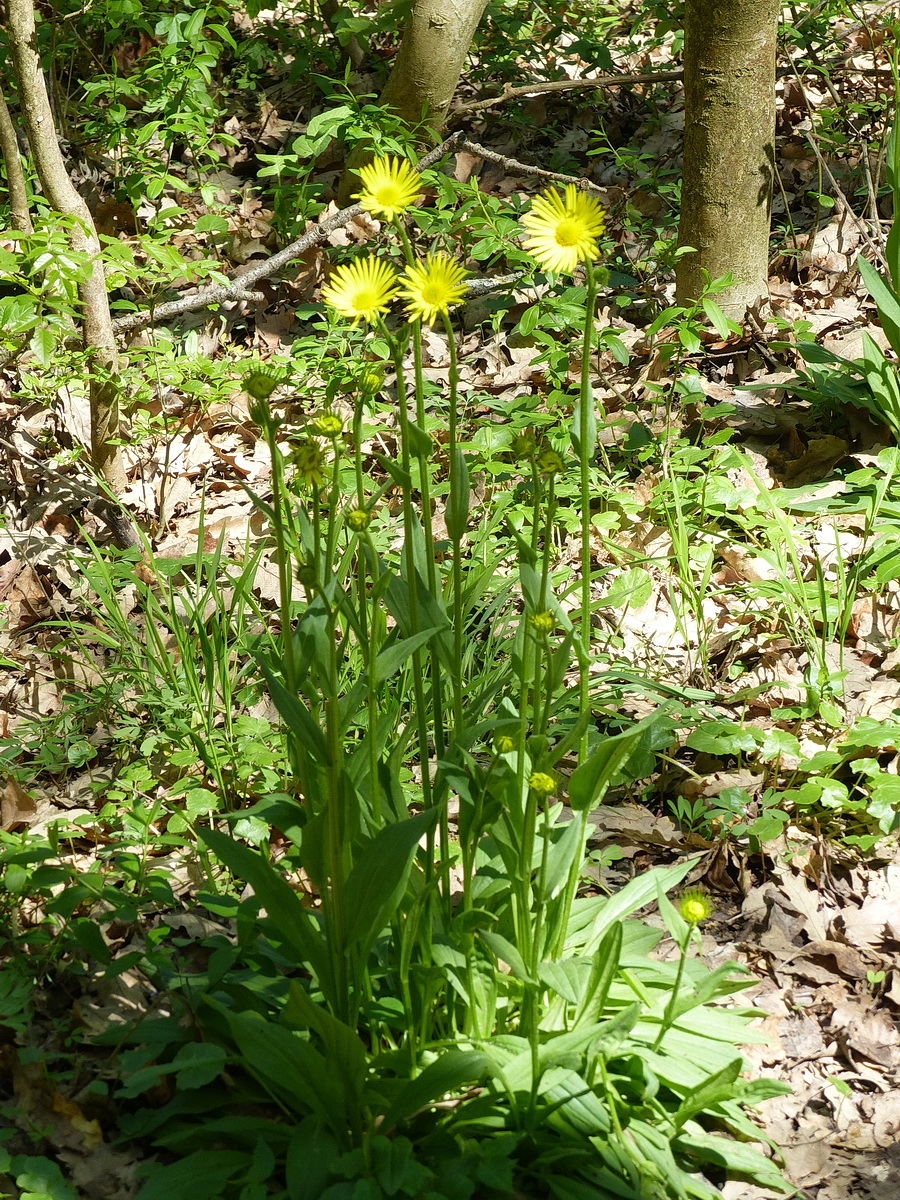 Számomra ismeretlen virág nyílt a Zuppa oldalában. A növényhatározó szerint talán magyar zergevirág.