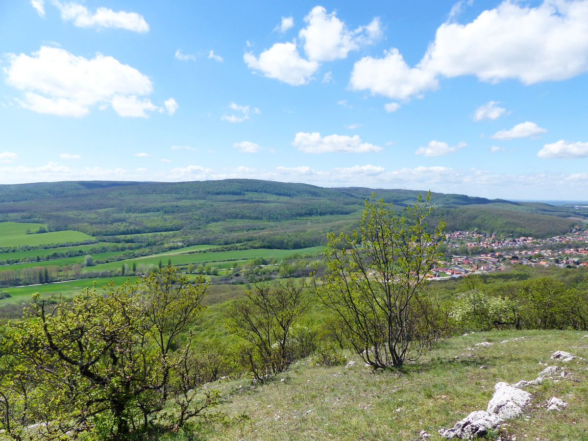 Kilátás a Vértes erdőire...