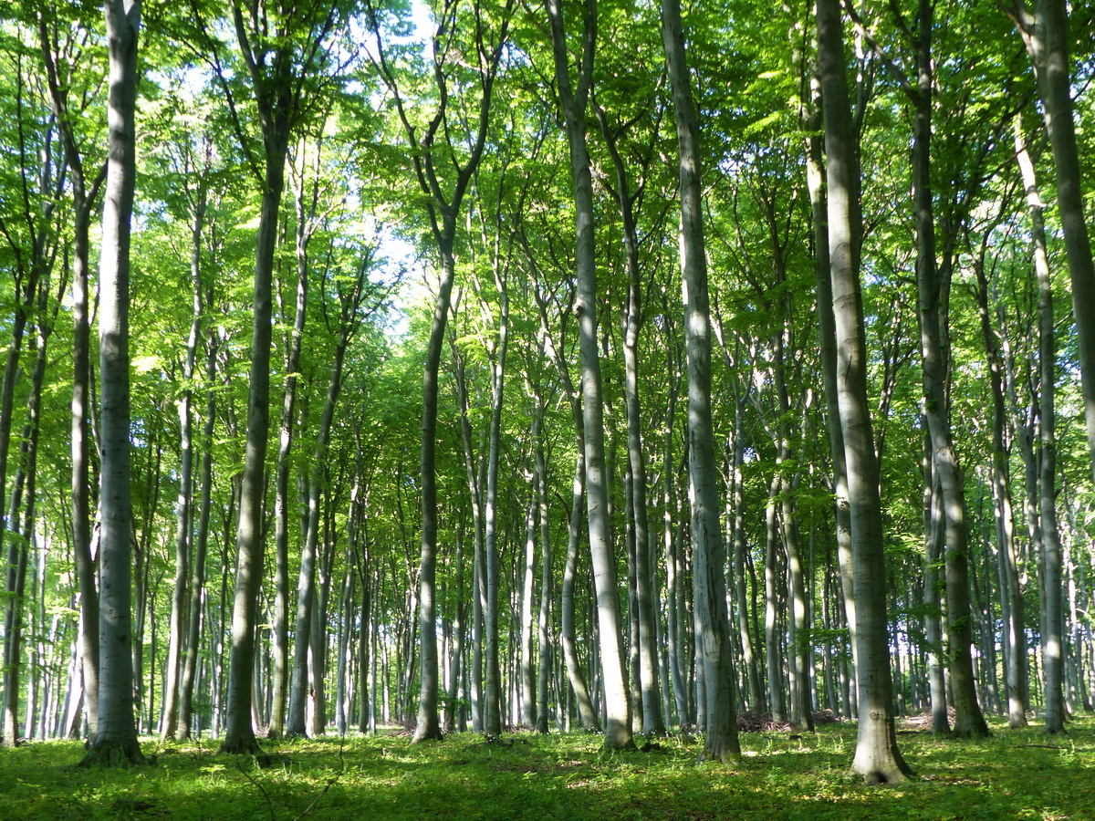 Oszlopcsarnok