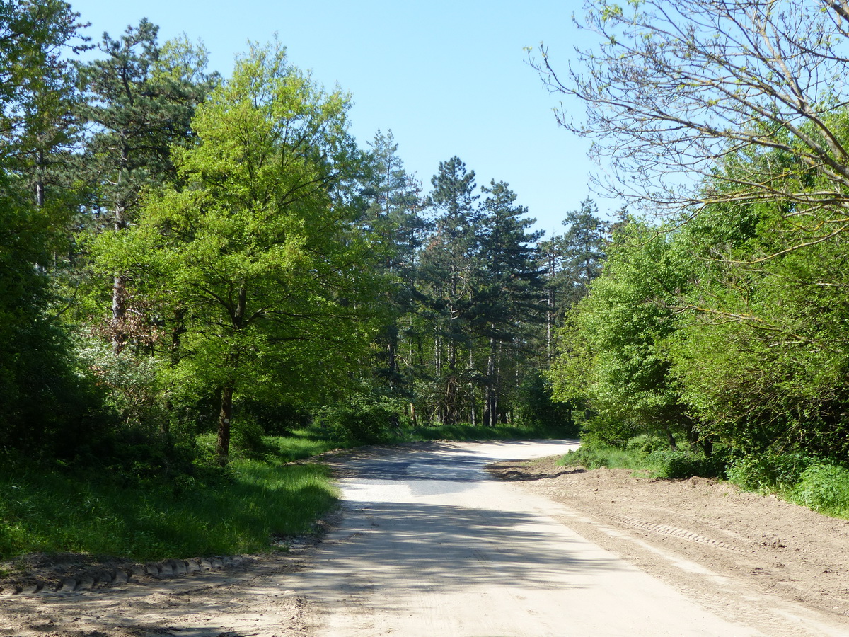 Keskeny erdei aszfaltúton