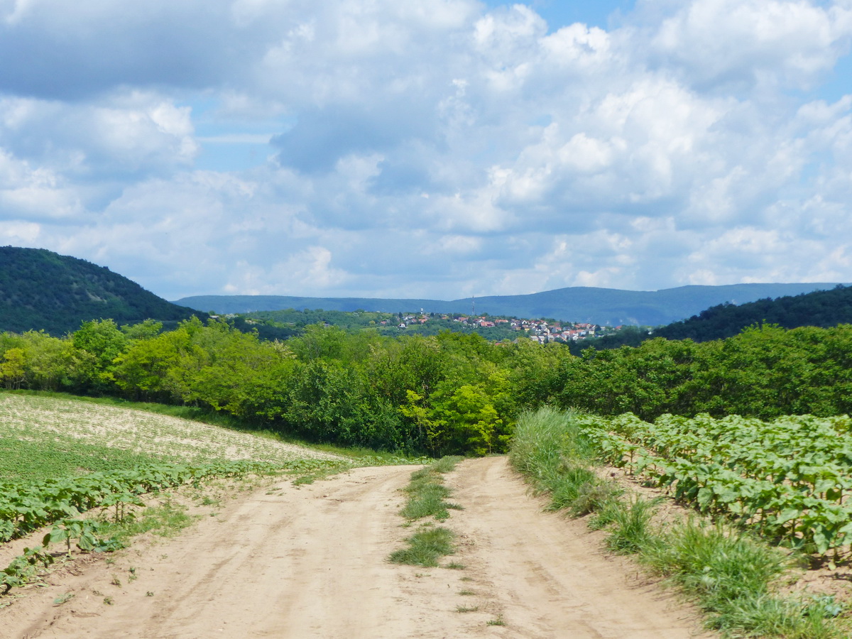 ...és Csolnokra