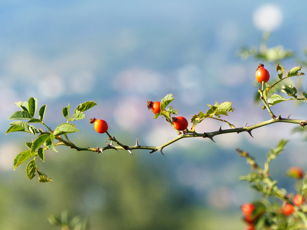 Ősz a Nagy-Strázsa-hegyen