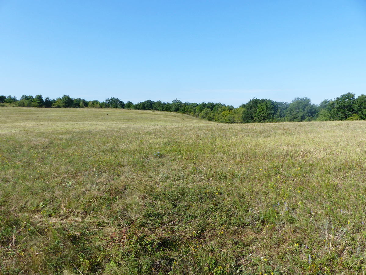 Egy hatalmas kaszáló terül el a Tábla-hegy fennsíkján