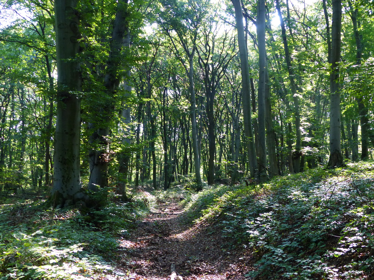 Erdei úton a Fehér-szirt oldalában