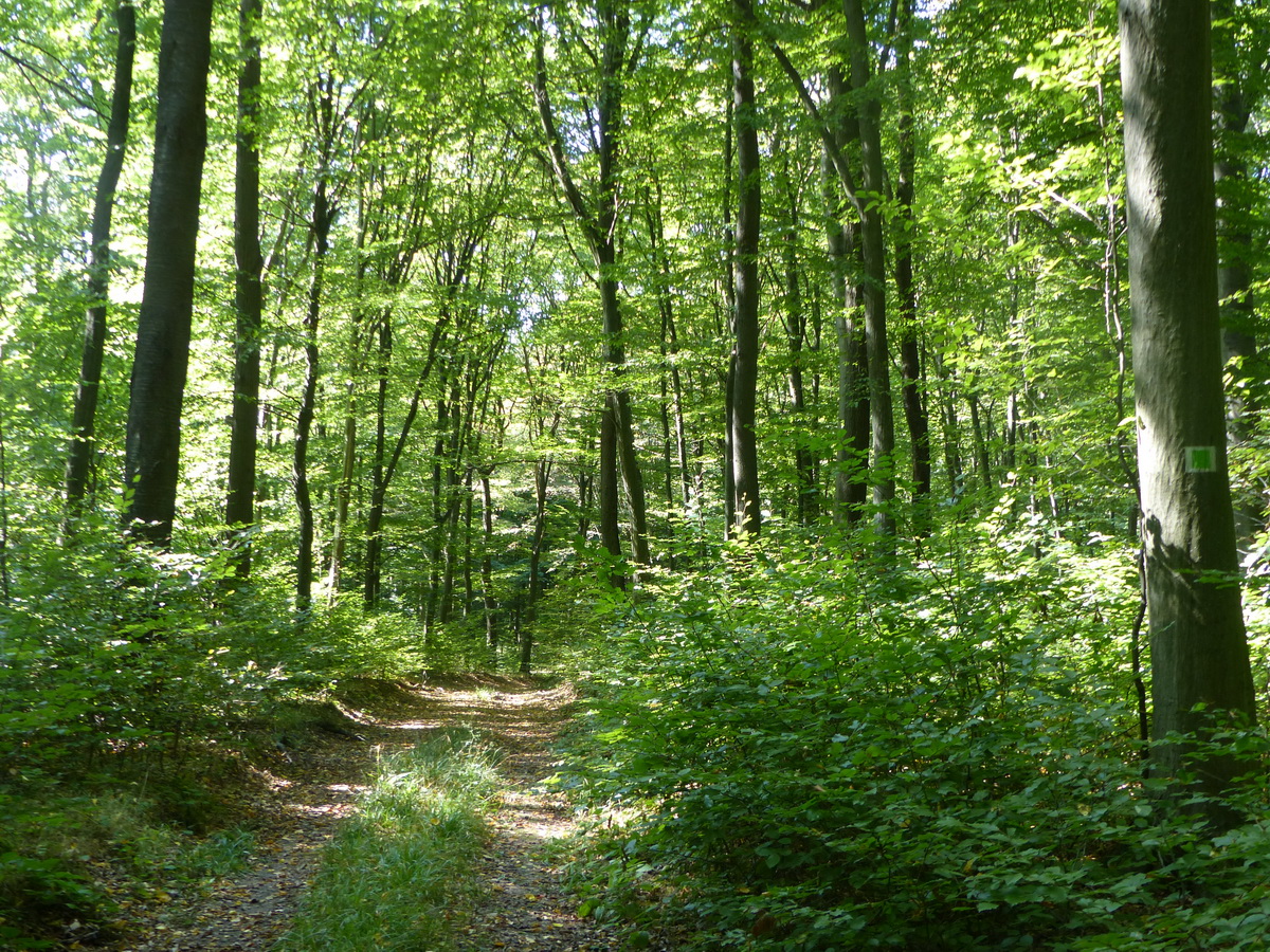 Erdei úton a Pilis-nyereg felé