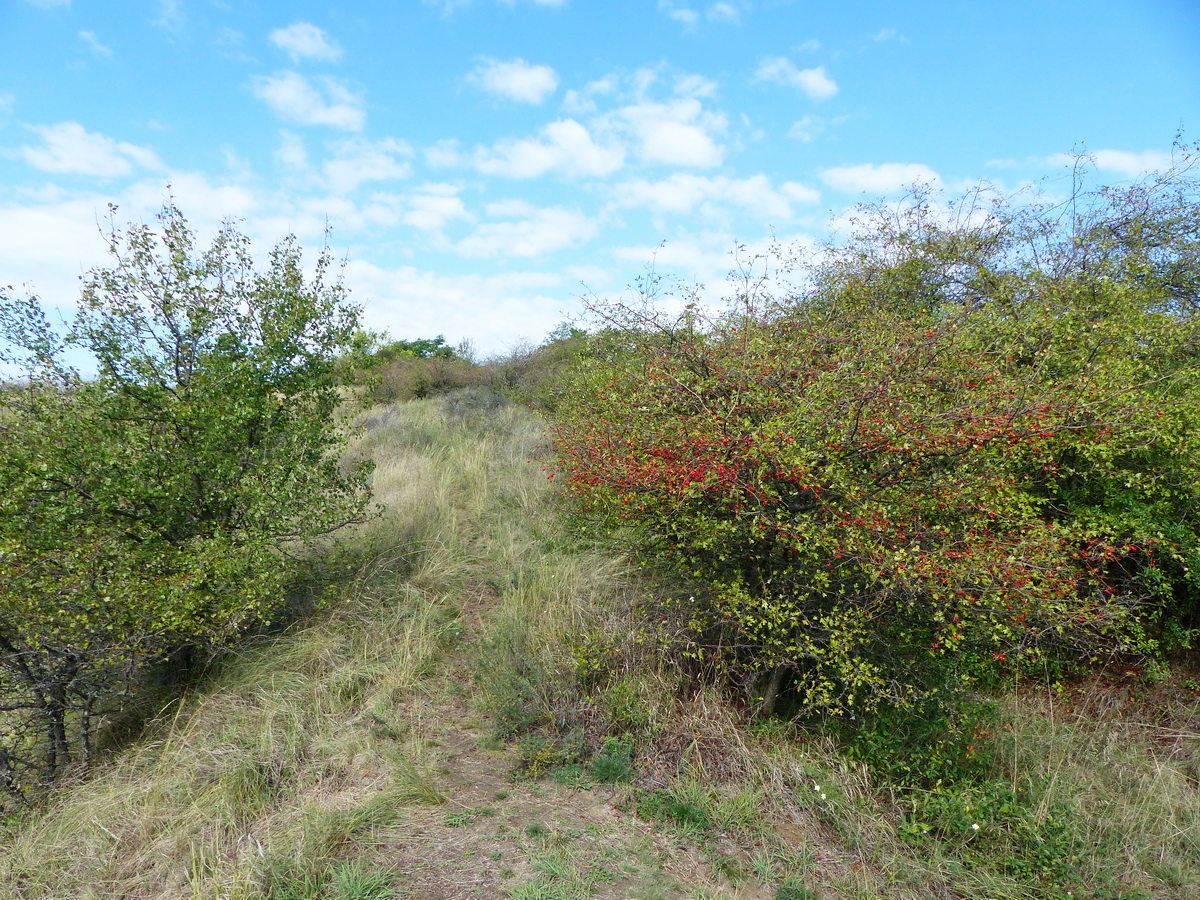 Újra ösvényre tértem...