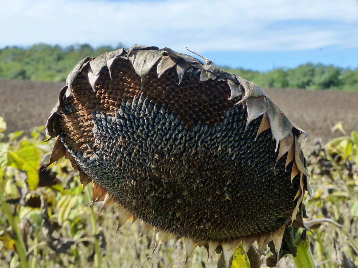 Már peregnek a szemek az elszáradt virágokból