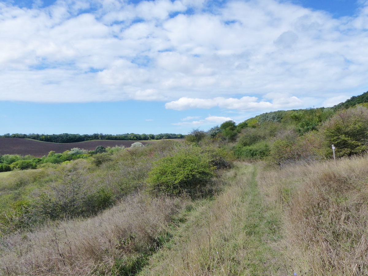 A Magos-hegy oldalában ott kell letérni a füves keréknyomokról ösvényre, ahol az oszlopra szerelt tábla jelzi