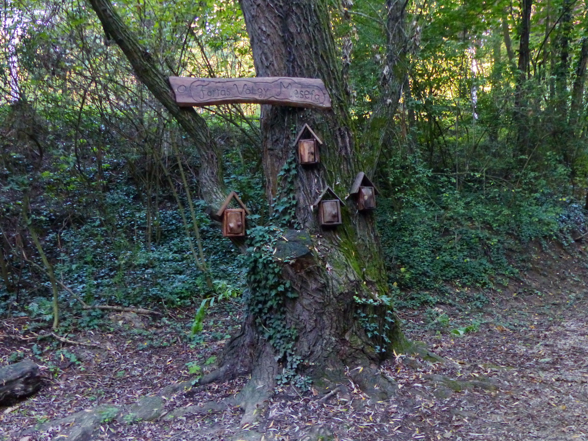 A forrás mellett áll a Mesefa