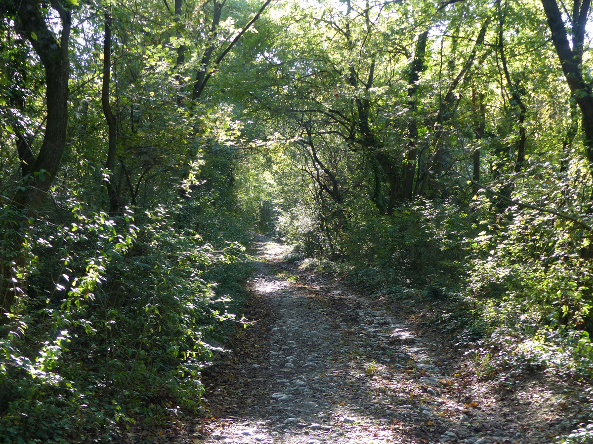 Erdei úton fel a Nagy-Gete oldalába