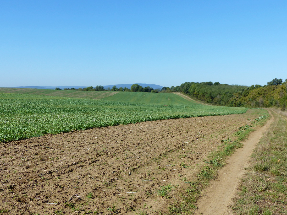 Egy őszirepce-tábla peremén gyalogoltam sokáig