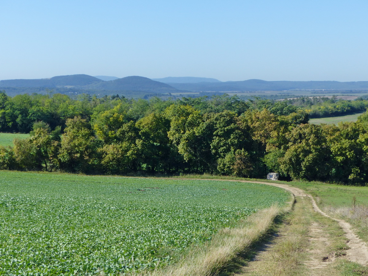 Felfelé a hegyoldalban. Lenn még látszik az emlékmű köve, de a fák felett már kinyílik a panoráma
