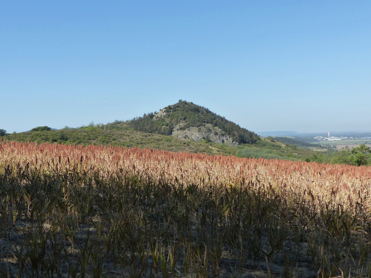 A Hegyes-kő egy kölesmező pereméről fényképezve