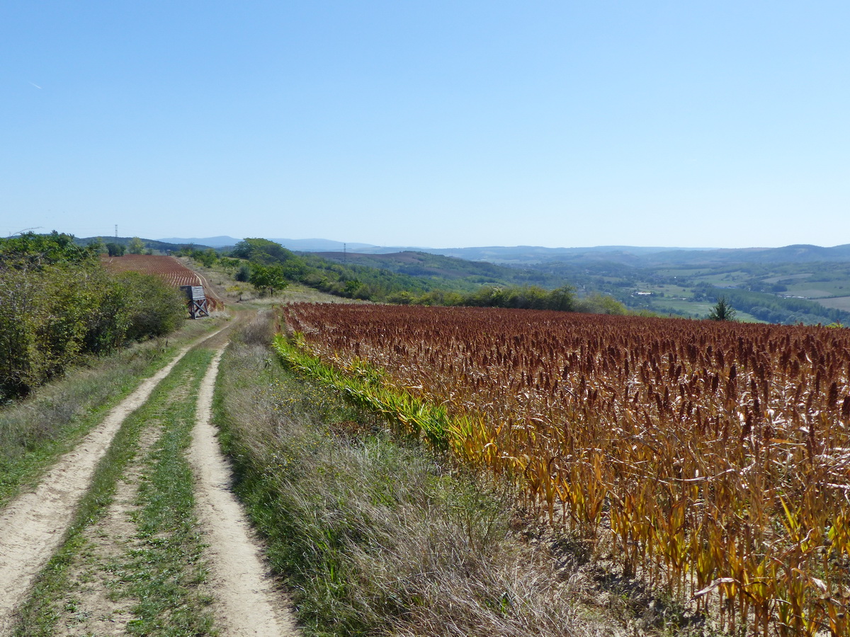 Mezei úton vissza Annavölgy felé