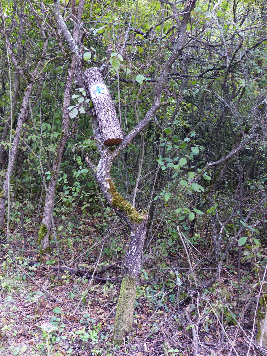 Így is meg lehet menteni egy kivágott fáról a turistajelzést