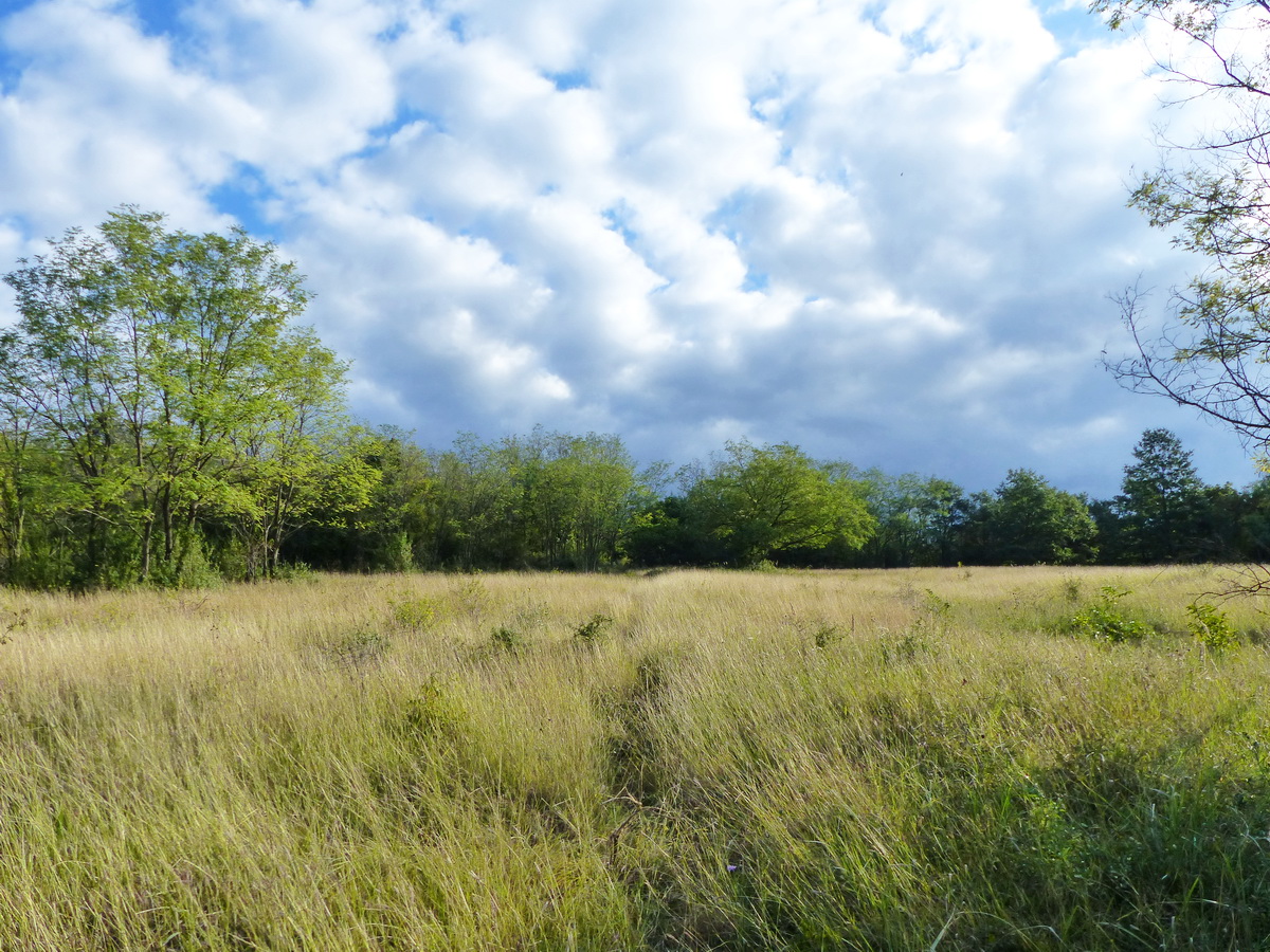 Újabb kaszálón át, de most már szinte nyomok nélkül