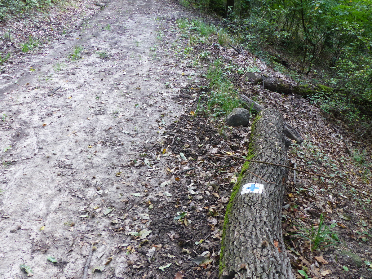 Az út mellett álló fa kidőlhetett, de a ráfestett turistajelzést itt is megmentették