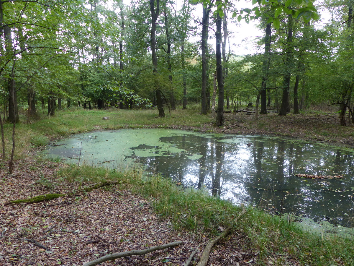 Nevenincs erdei tavacska a Kosár-bérc nyergében