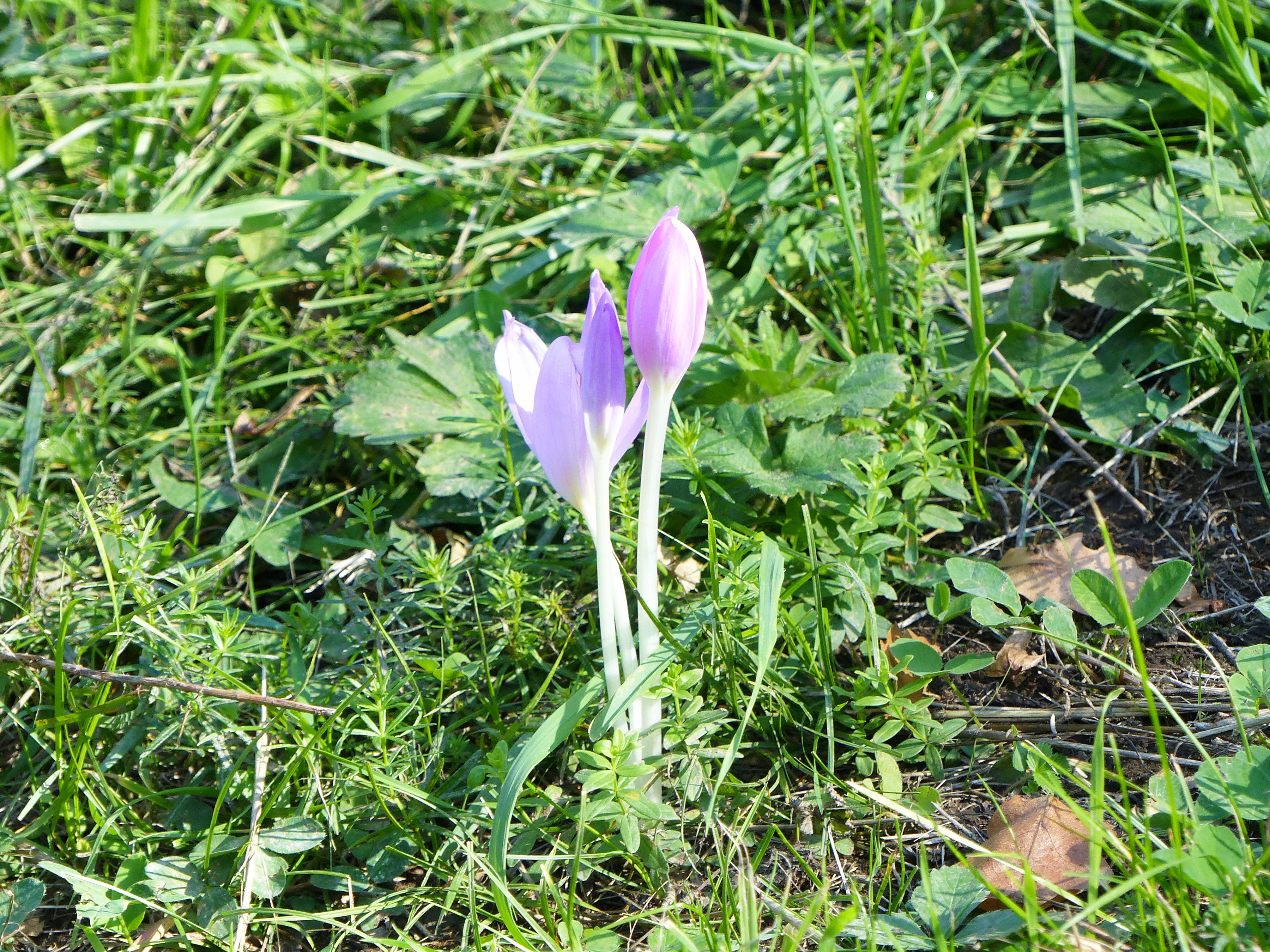 Már nyílik az őszi kikerics a Sós-hegy és Kopasz-hegy közötti nyereg rétjén