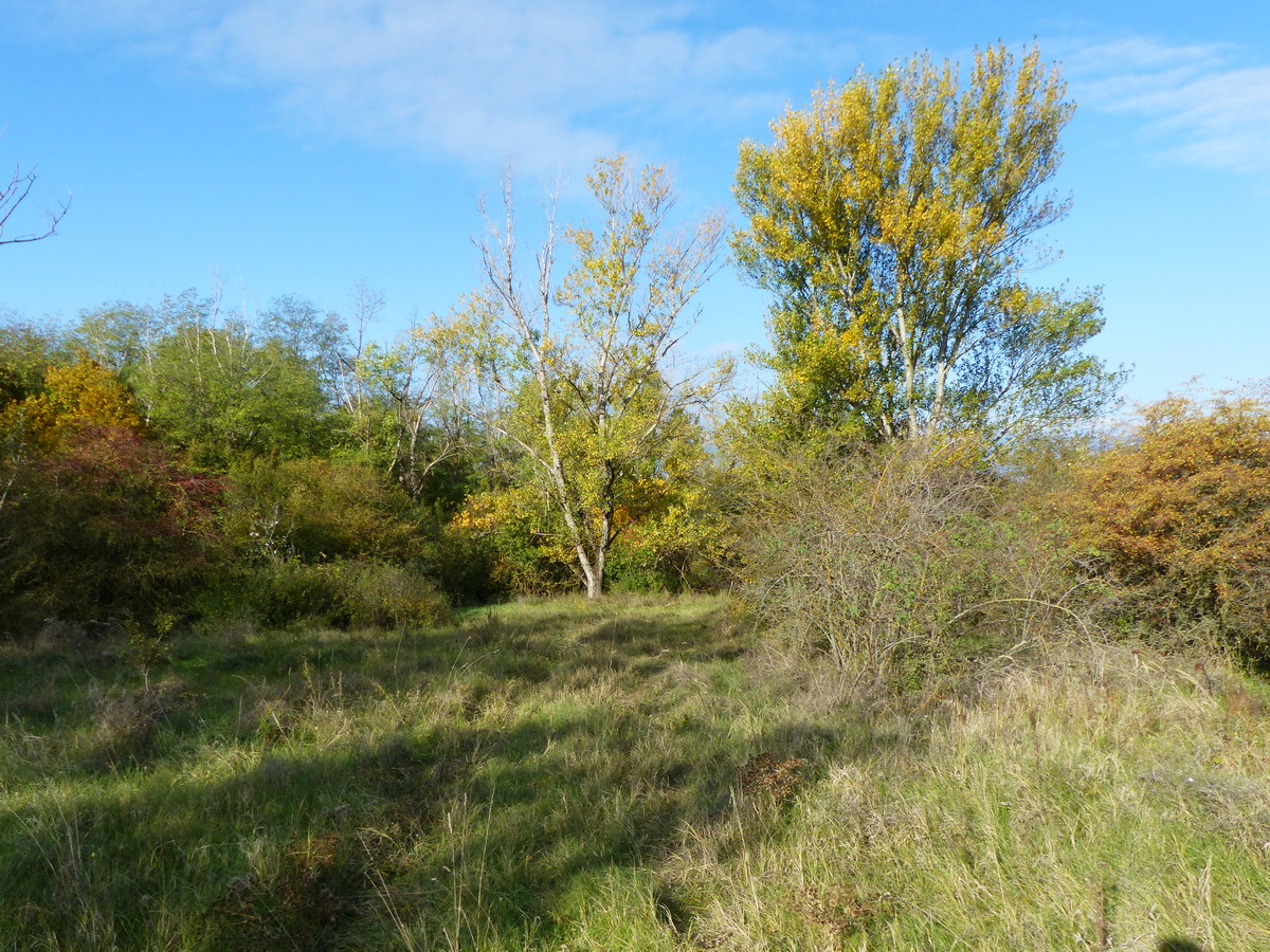 Erdőszéli keréknyomokon