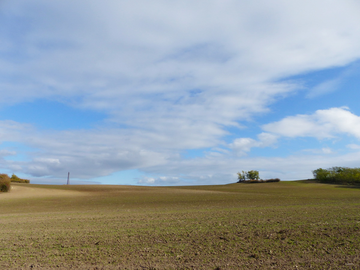 Minimalista tájkép távvezetékoszloppal és facsoportokkal