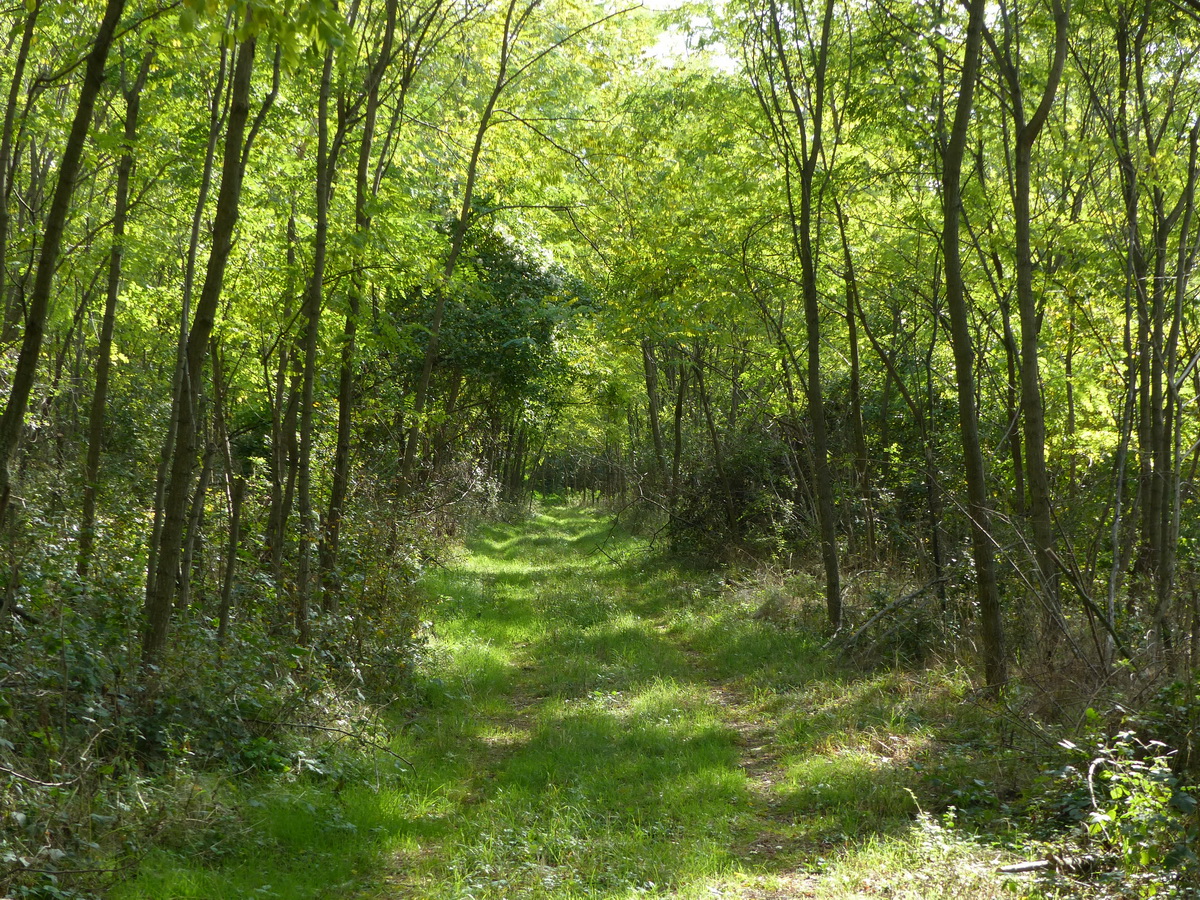 Füves keréknyomokon